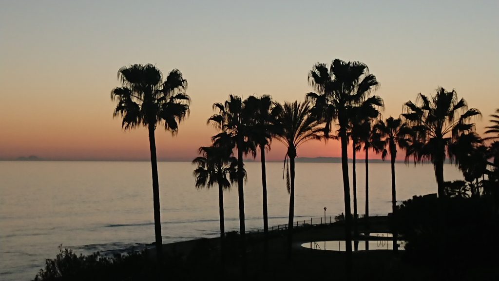 Palmen am Meer im Sonnenuntergang